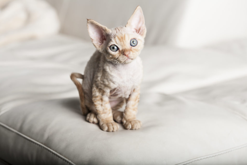 chaton Devon Rex