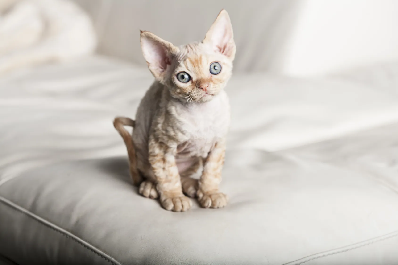 chaton Devon Rex chaton Devon Rex
