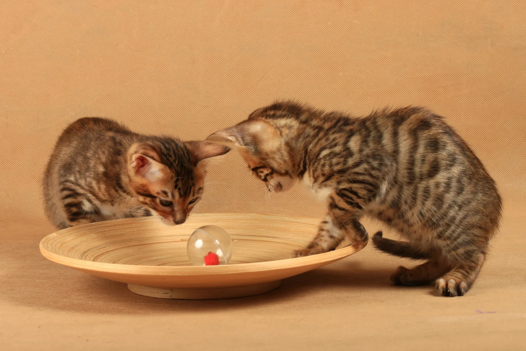 chatons toyger chatons toyger