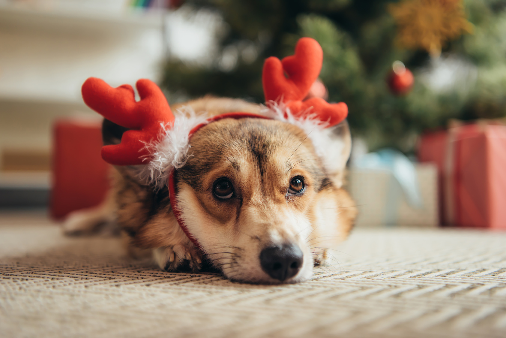 Conseil pour un Noël sans danger avec votre chien Magazine zooplus