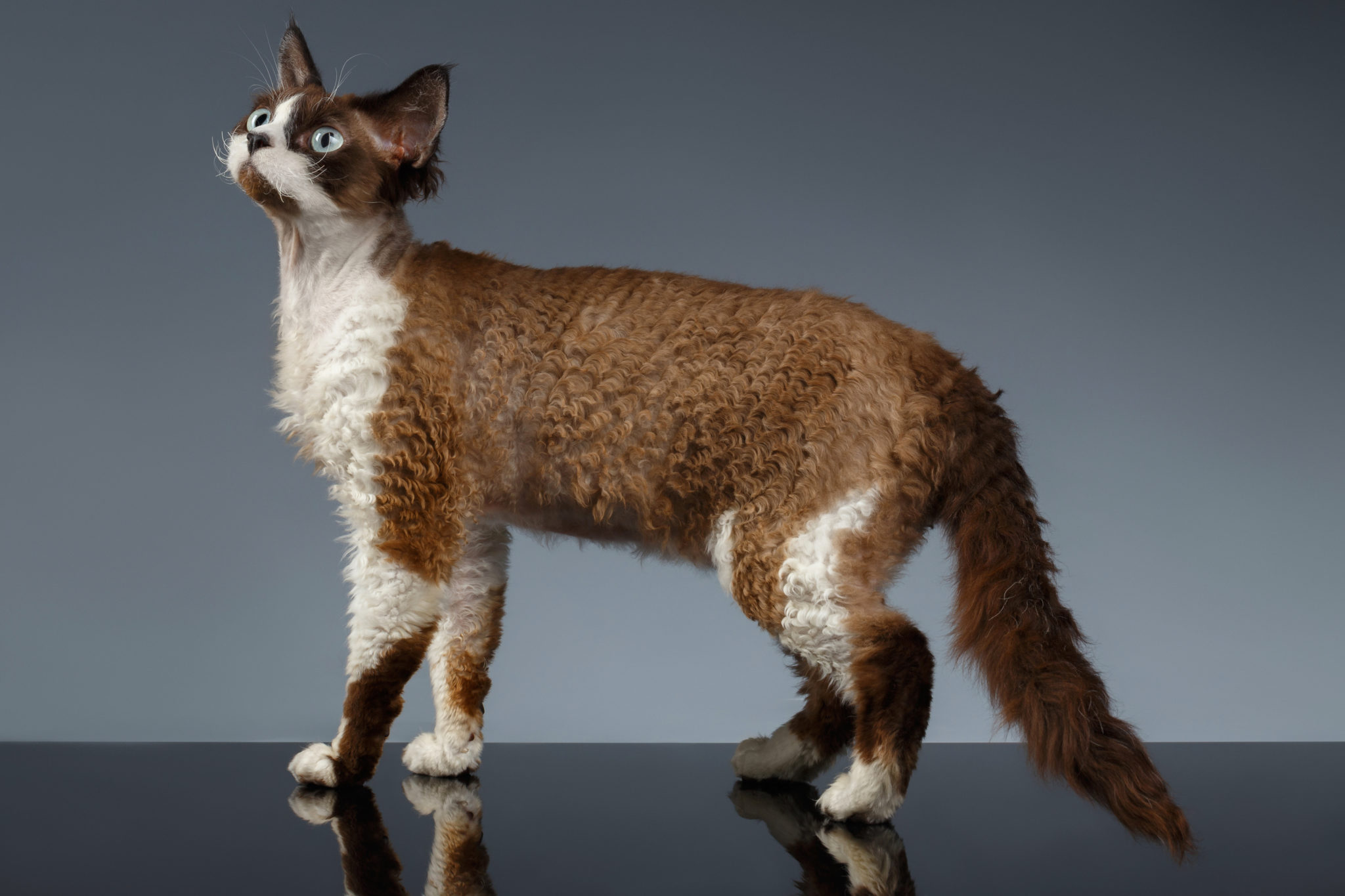 Devon Rex Caractere Origine Et Sante Magazine Zooplus