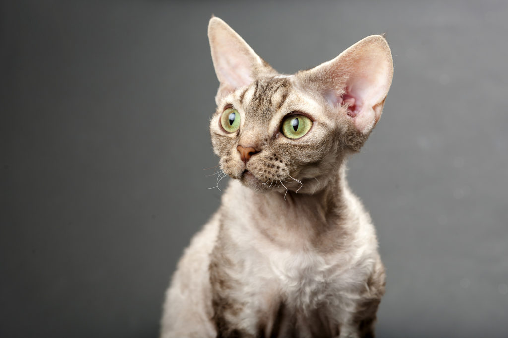 Devon Rex Devon Rex