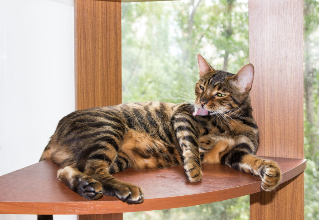 Toyger