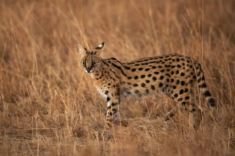 chat serval dans la nature chat serval dans la nature