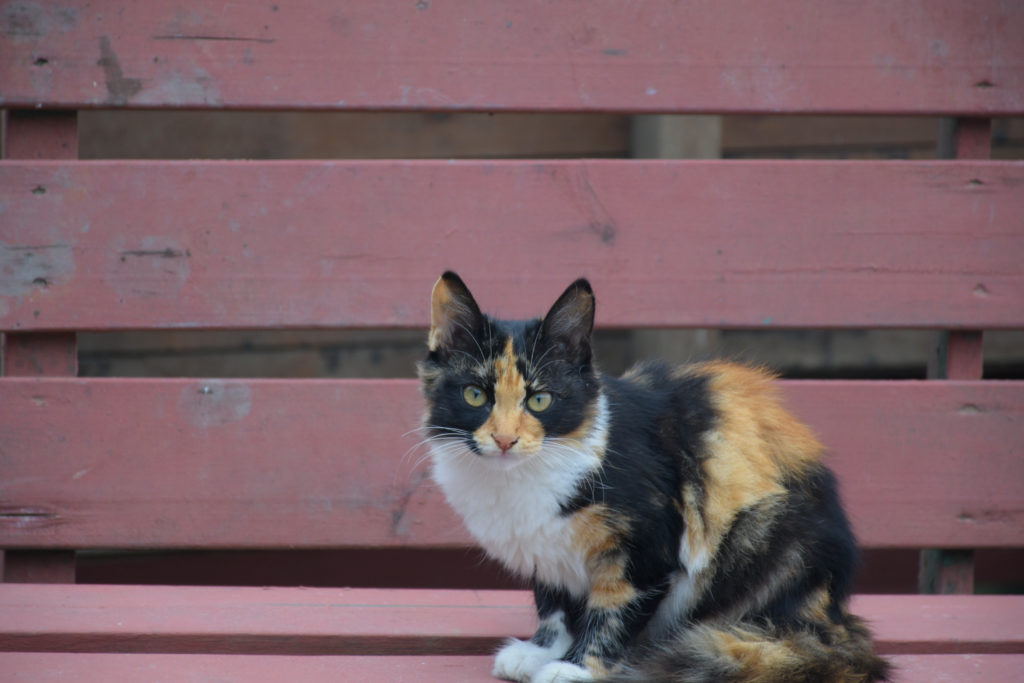 American Wirehair