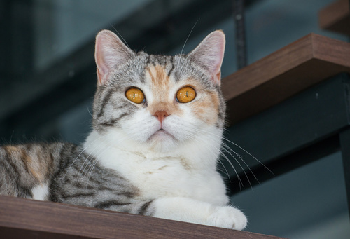 Chat Mâle Américain à Poil Dur Se Reposant En Regardant La Caméra