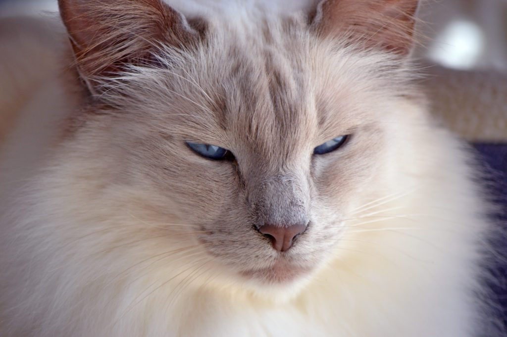 Portrait d'un balinais lilas point