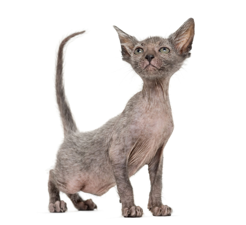 Chaton lykoi