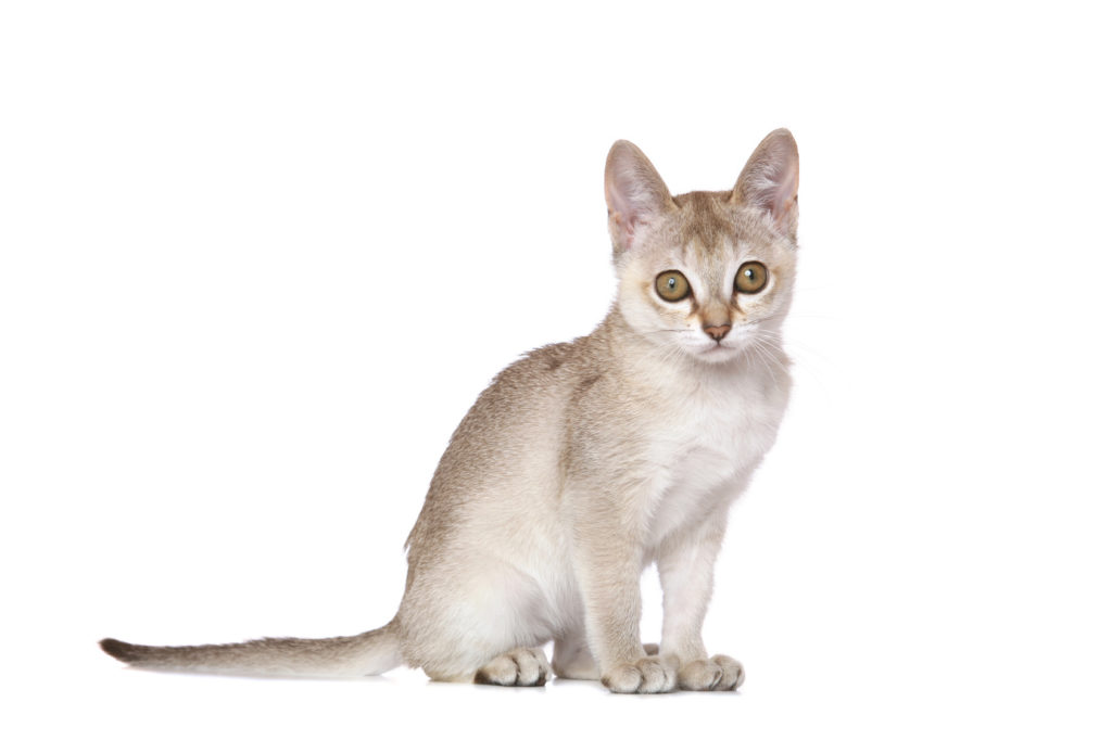 Chaton Singapura Chaton Singapura