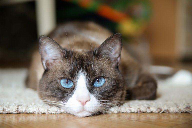 chat snowshoe couché sur le tapis