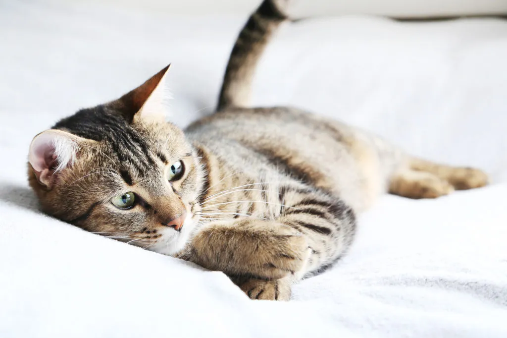 Un chat infest&eacute; de vers est allong&eacute; sur une couverture