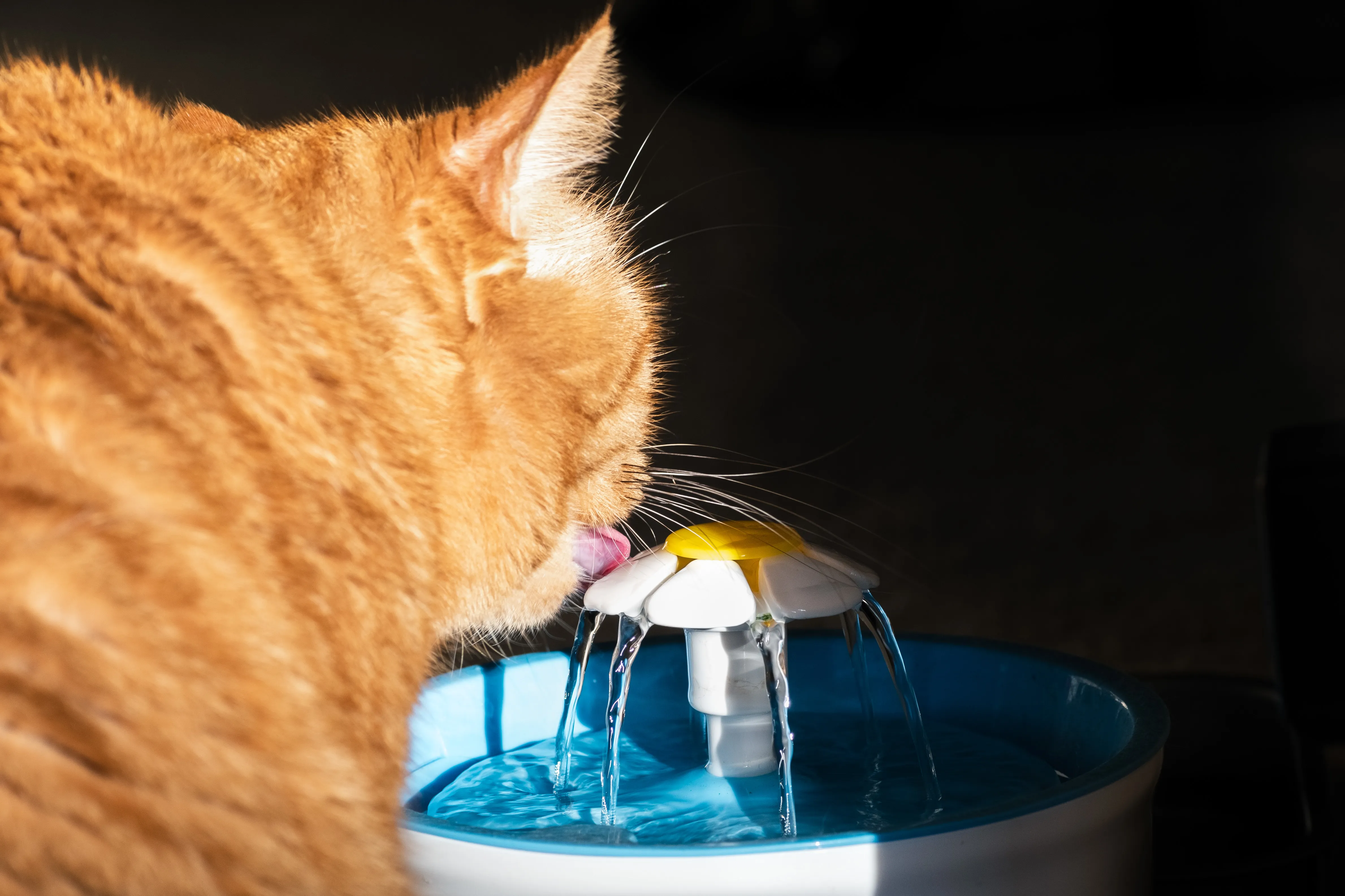 Un chat roux en train de boire