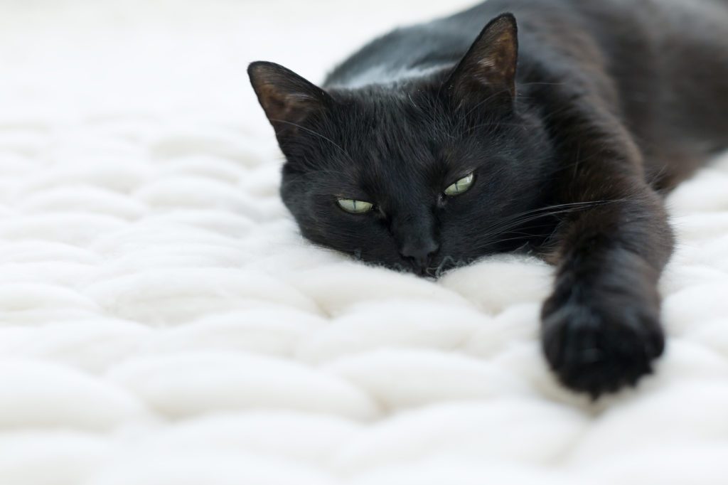 problèmes respiratoires chez le chat