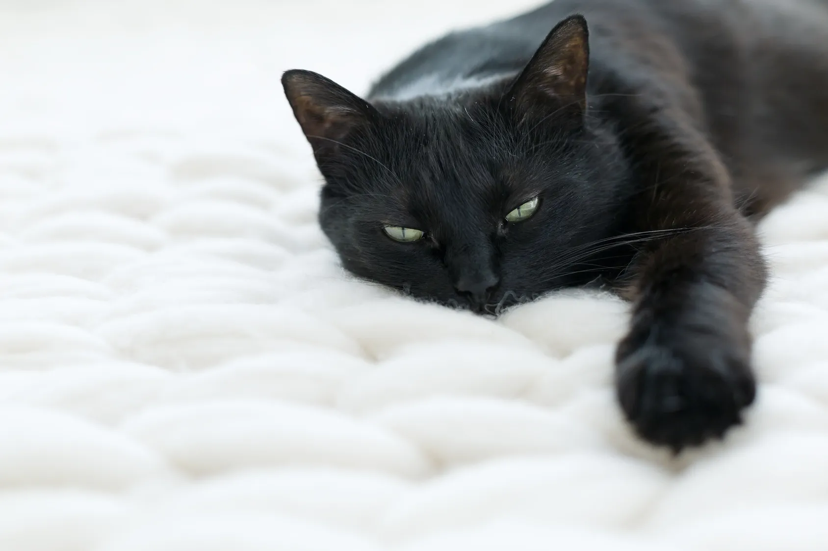 problèmes respiratoires chez le chat problèmes respiratoires chez le chat