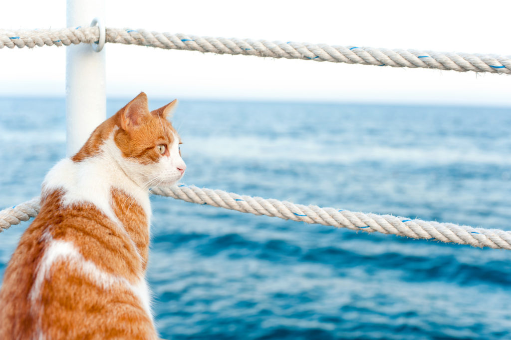Voyager avec son chat en bateau Voyager avec son chat en bateau