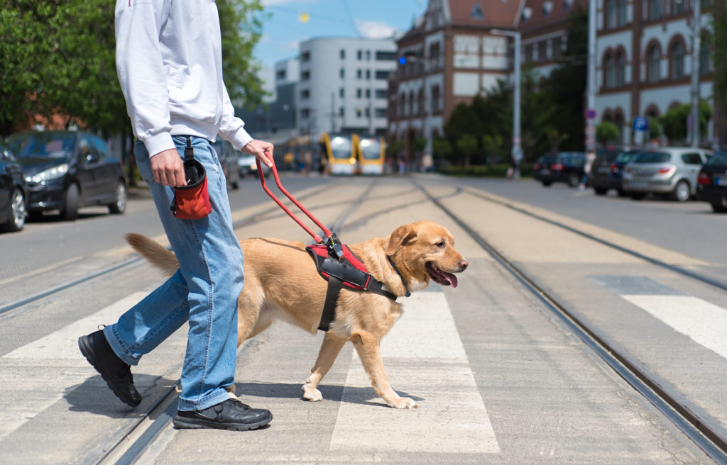 Chien guide d’aveugle Chien guide d'aveugle