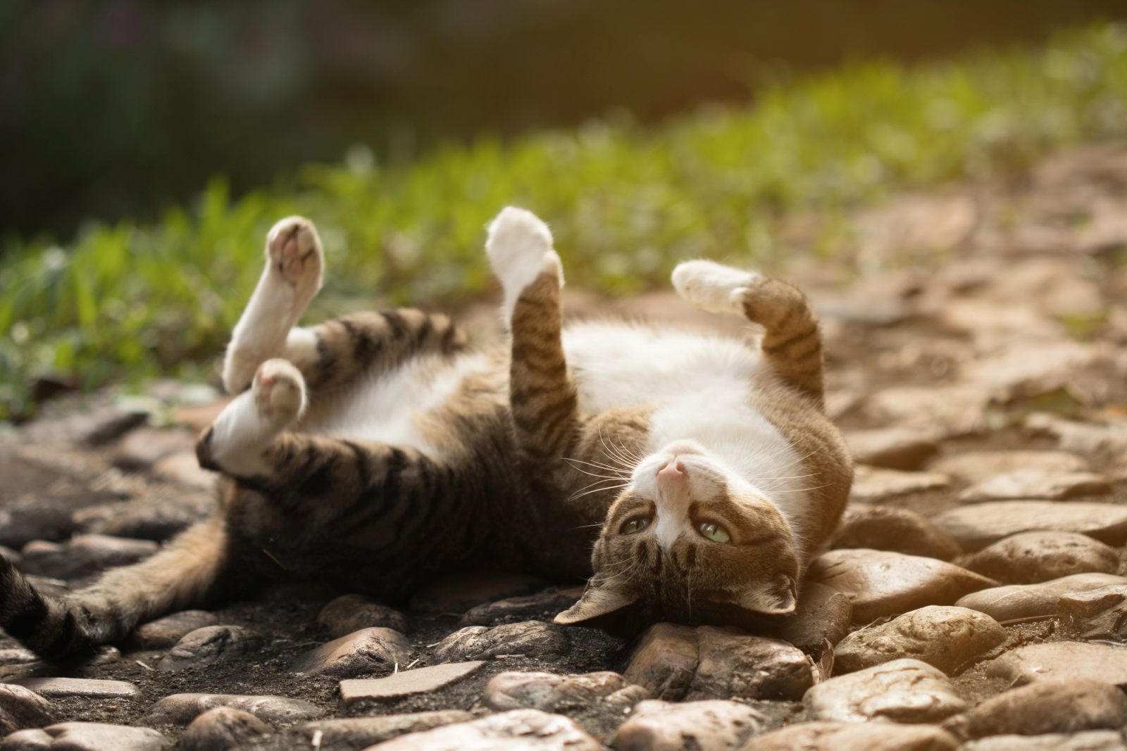 Chaleurs Chez Le Chat Comment Reagir Magazine Zooplus