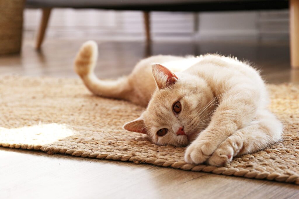 chatte en chaleur sur tapis