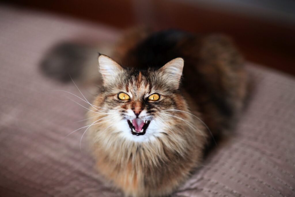 chat qui miaule chat qui miaule