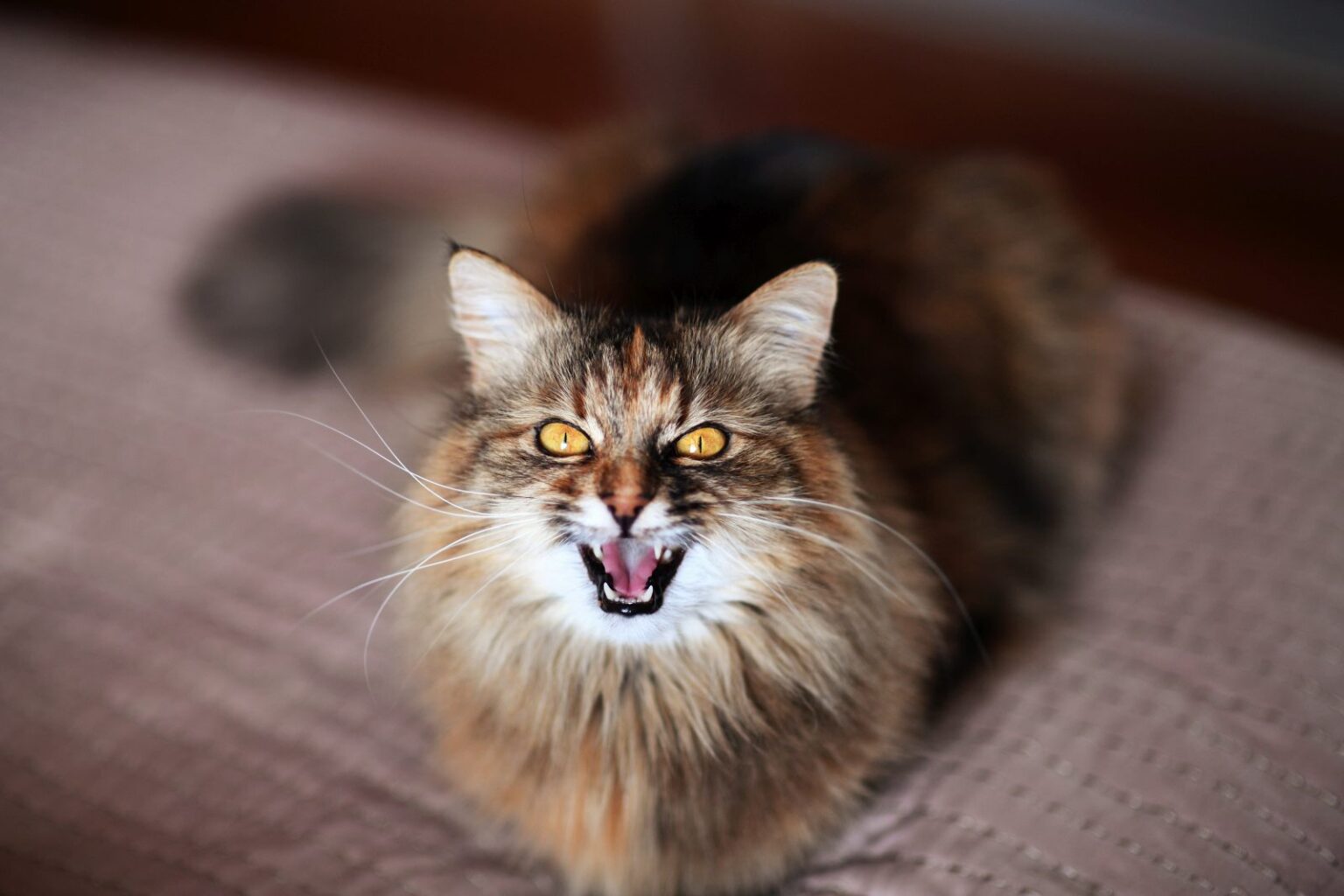 Chat en chaleur comment réagir ? Conseils et explications