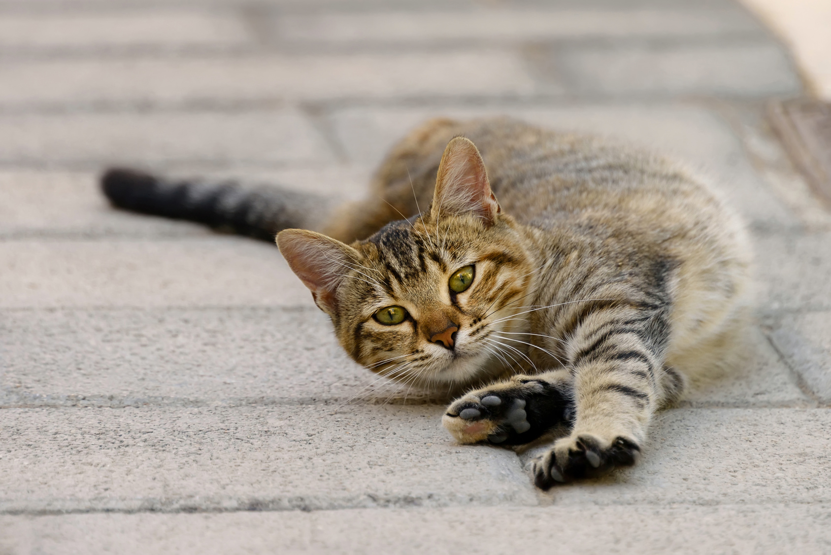 Chatte en chaleur comment réagir Magazine zooplus
