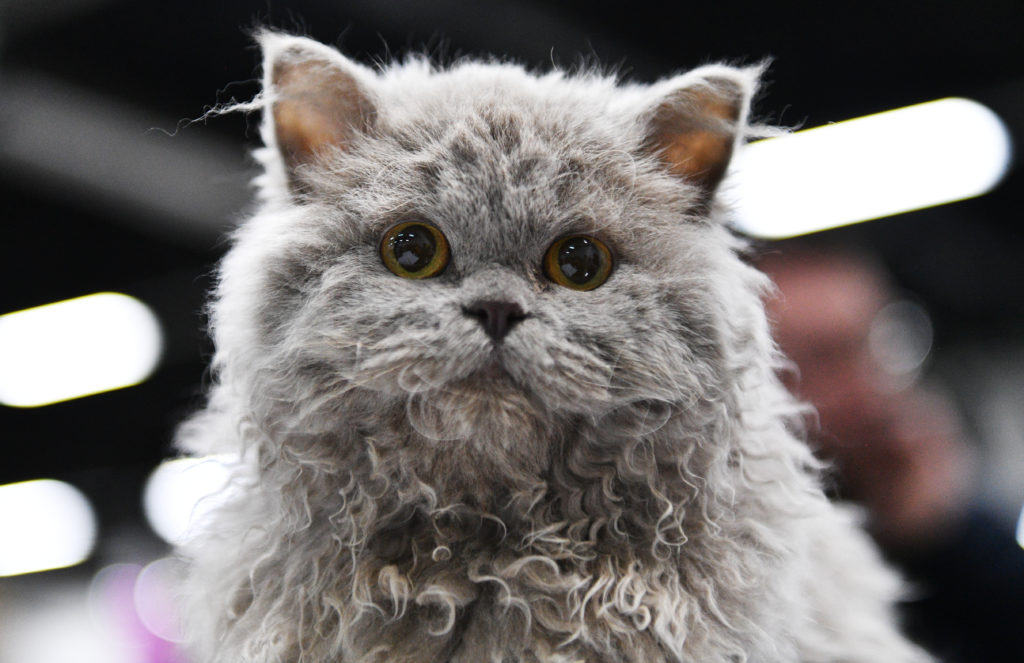 Selkirk Rex