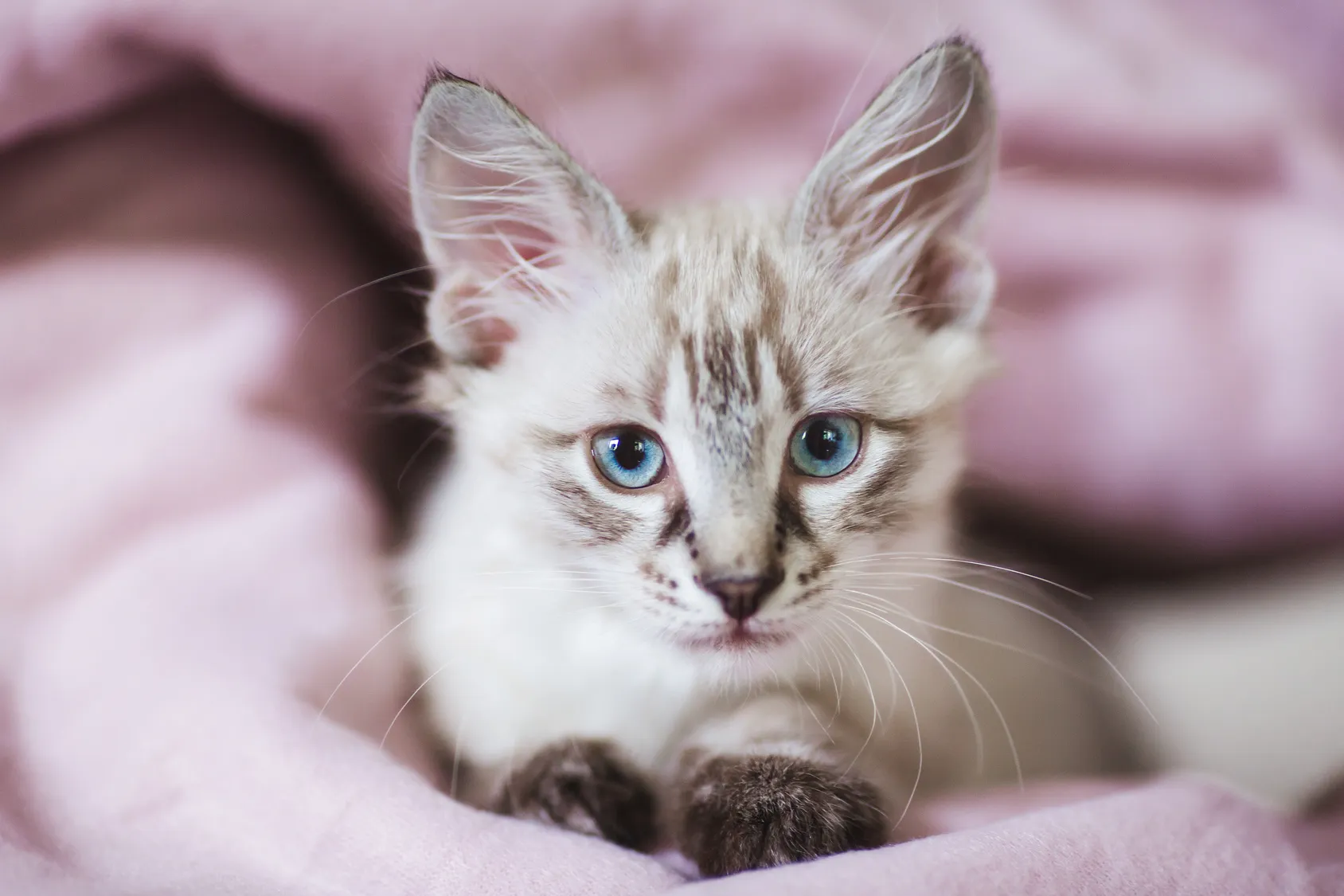 Chaton Neva Masqueradea Chaton Neva Masqueradea