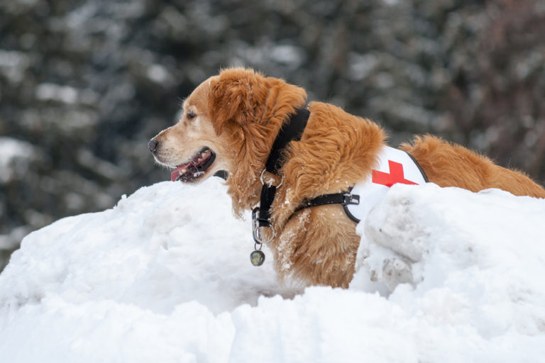 Chien d'avalanche