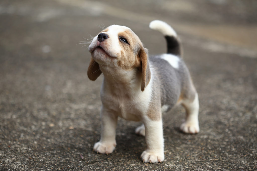 Noms De Chiens 30 Idees En P Magazine Zooplus