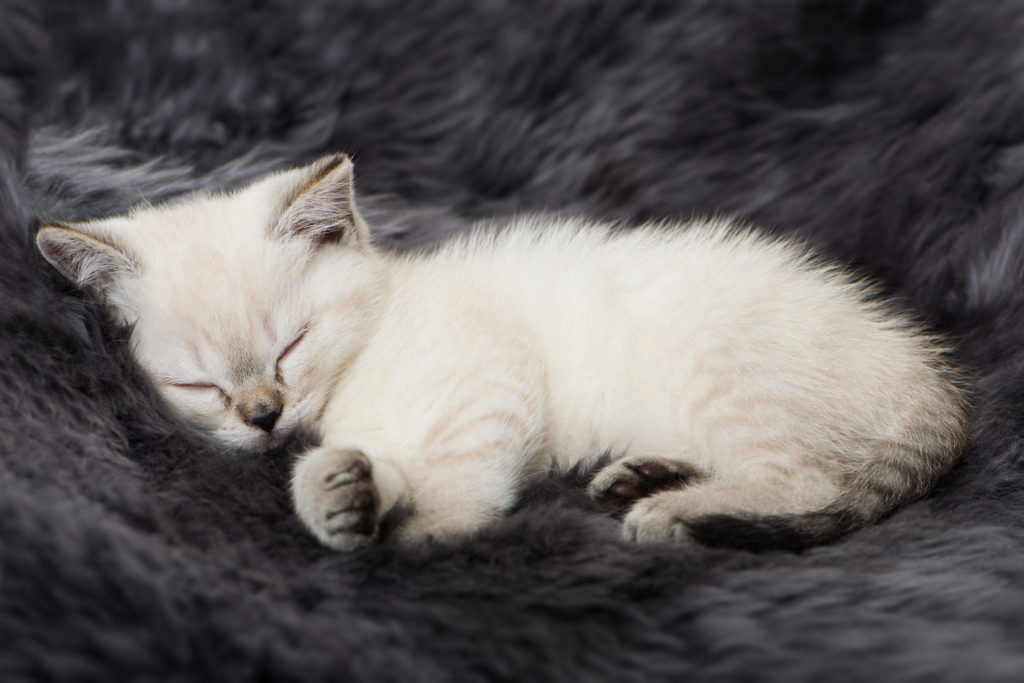 Chaton blanc endormi sur une couverture douce sombre