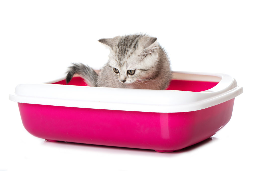 Diarrhée chez le chaton Chaton dans son bac à litière rose flashy