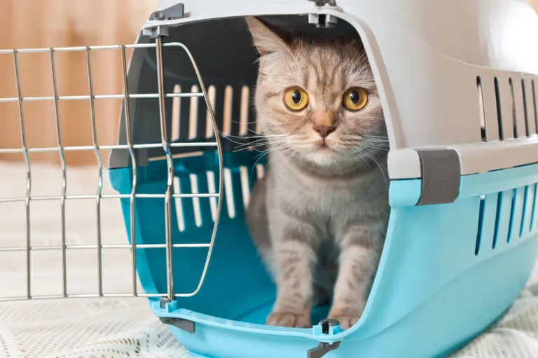 Voyager avec son chat Voyager avec son chat