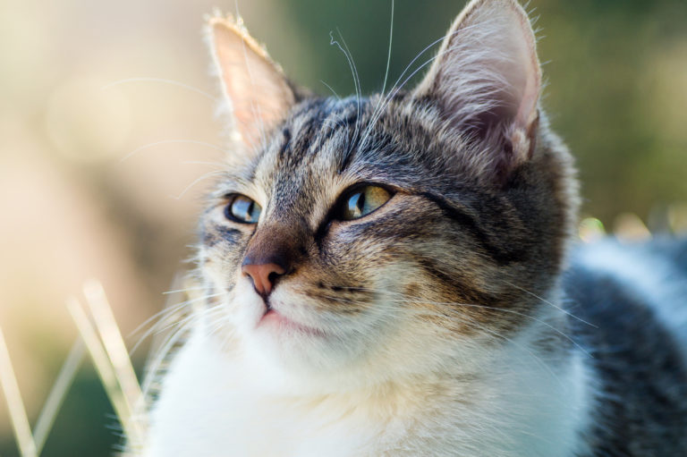 L'oreille du chat : comment le chat entend ?