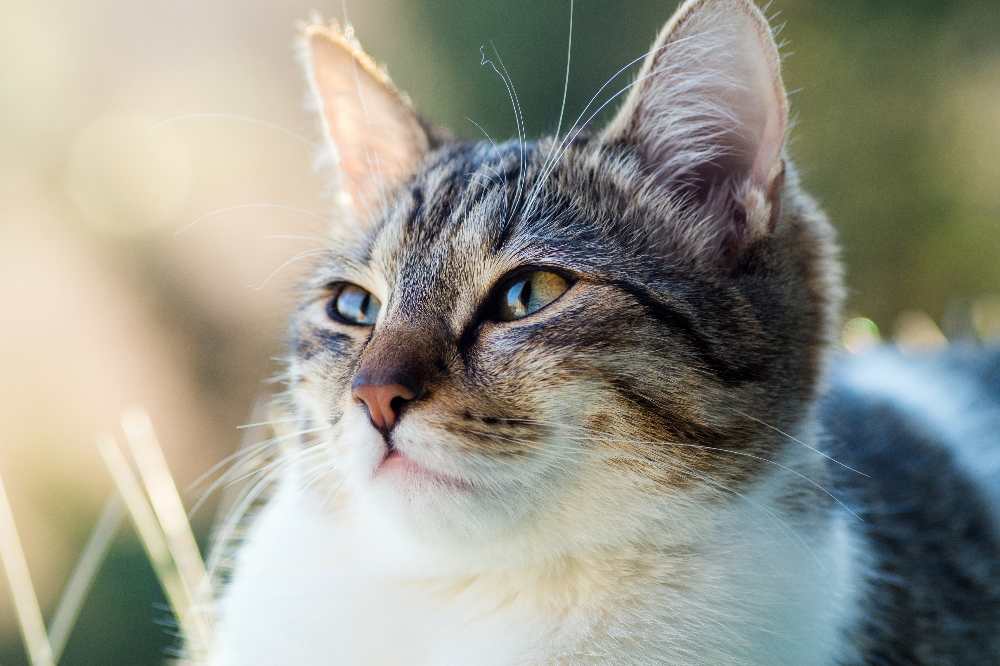 Queue de renard et oreilles, chat loup laveur oreilles queue