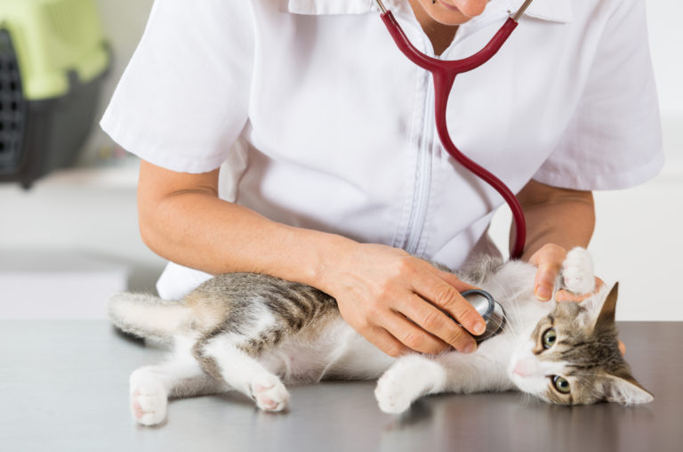 problèmes respiratoires chez le chat