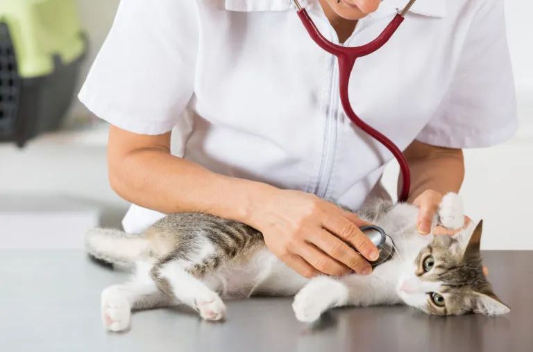 problèmes respiratoires chez le chat problèmes respiratoires chez le chat