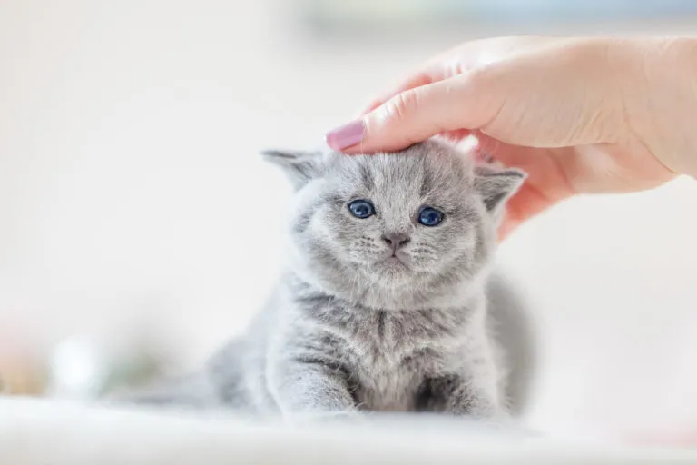 la vermifugation du chaton la vermifugation du chaton