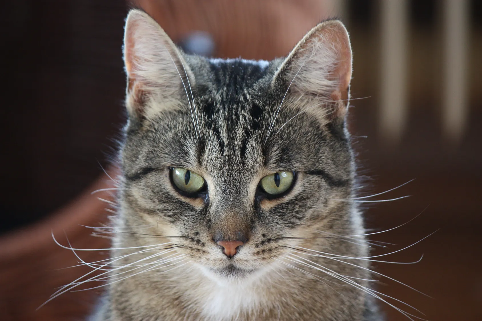 Portait de chat chat et ouïe