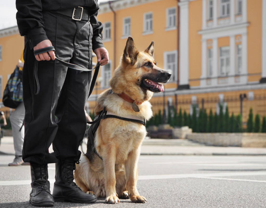 Chien policier Chien policier