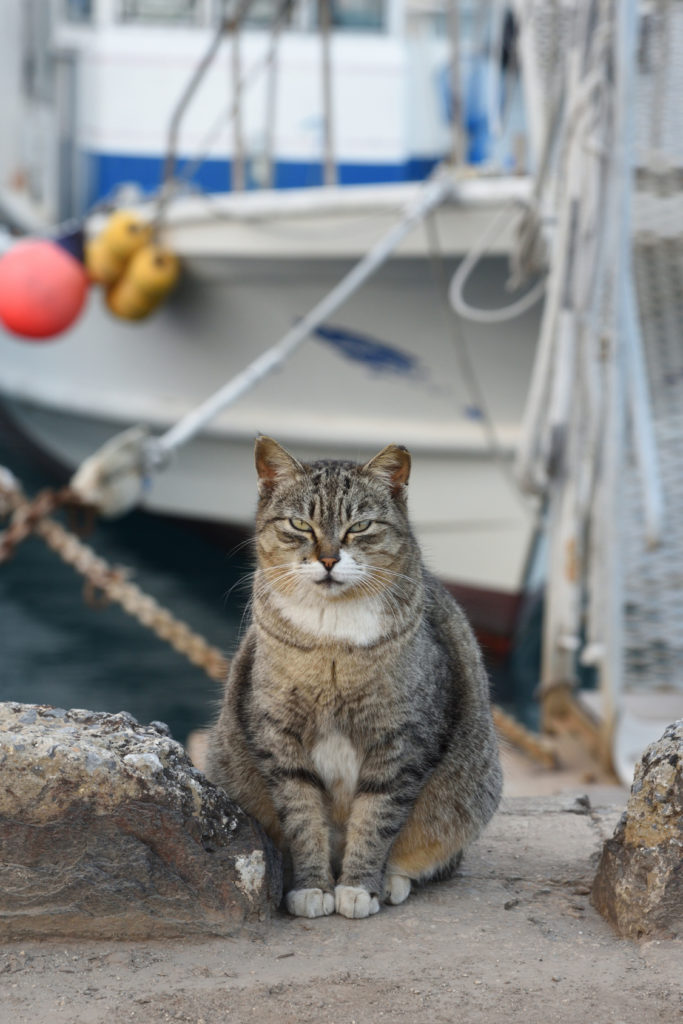 Voyager en bateau avec son chat Voyager en bateau avec son chat