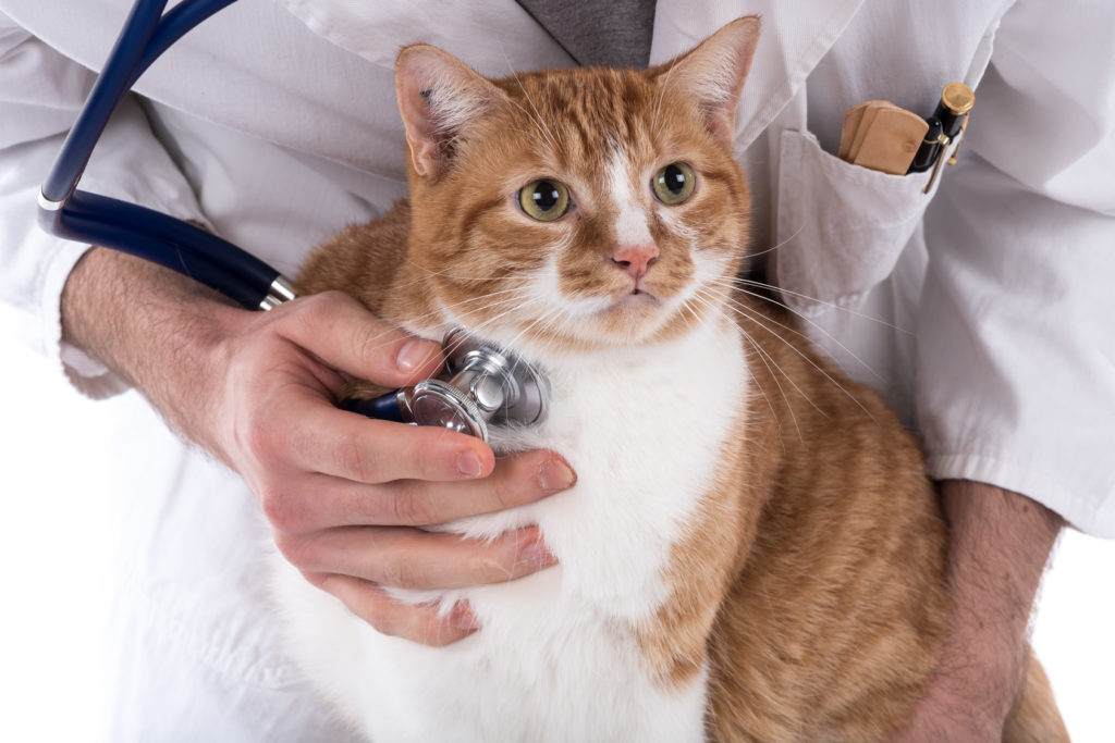 problèmes respiratoires chez le chat