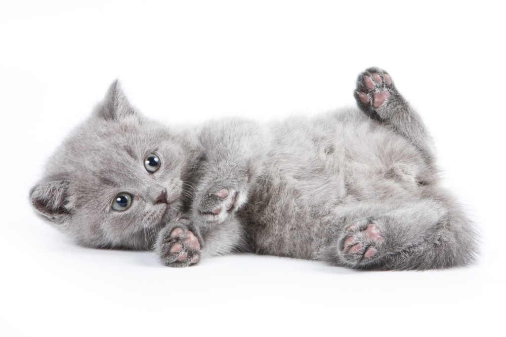 Vermifugation Du Chaton Quand Comment Pourquoi Magazine Zooplus Vermifugation Du Chaton Quand Comment Pourquoi Magazine Zooplus