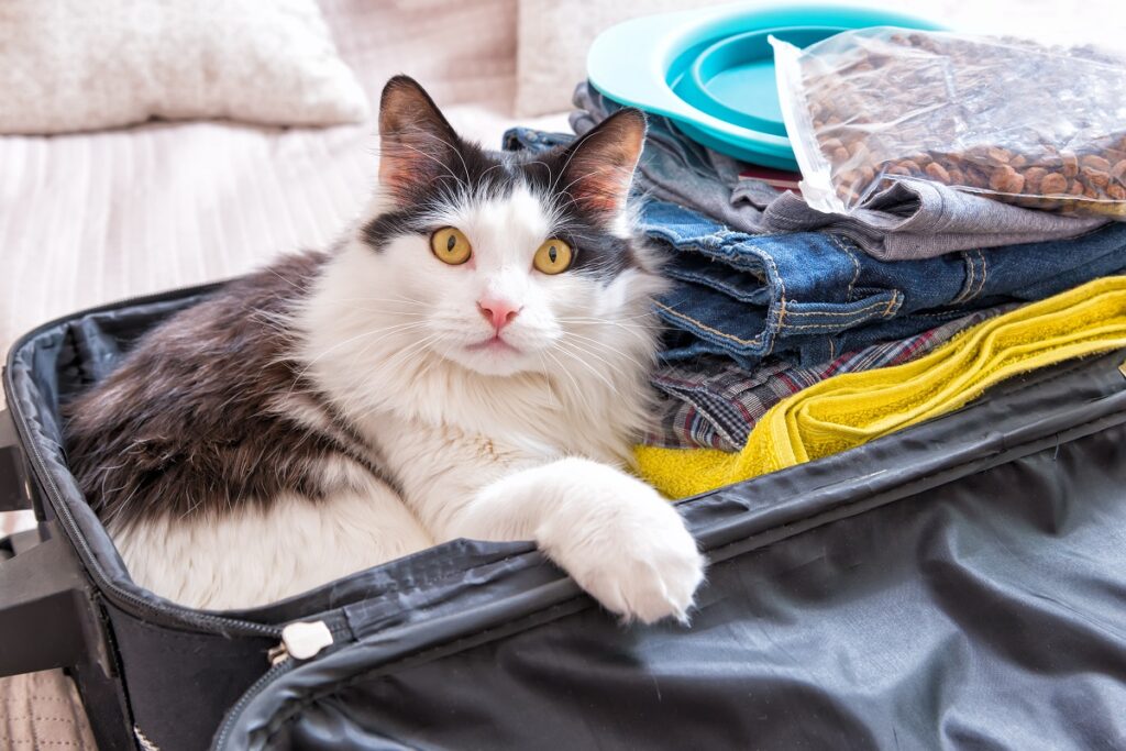 un chat dans une valise