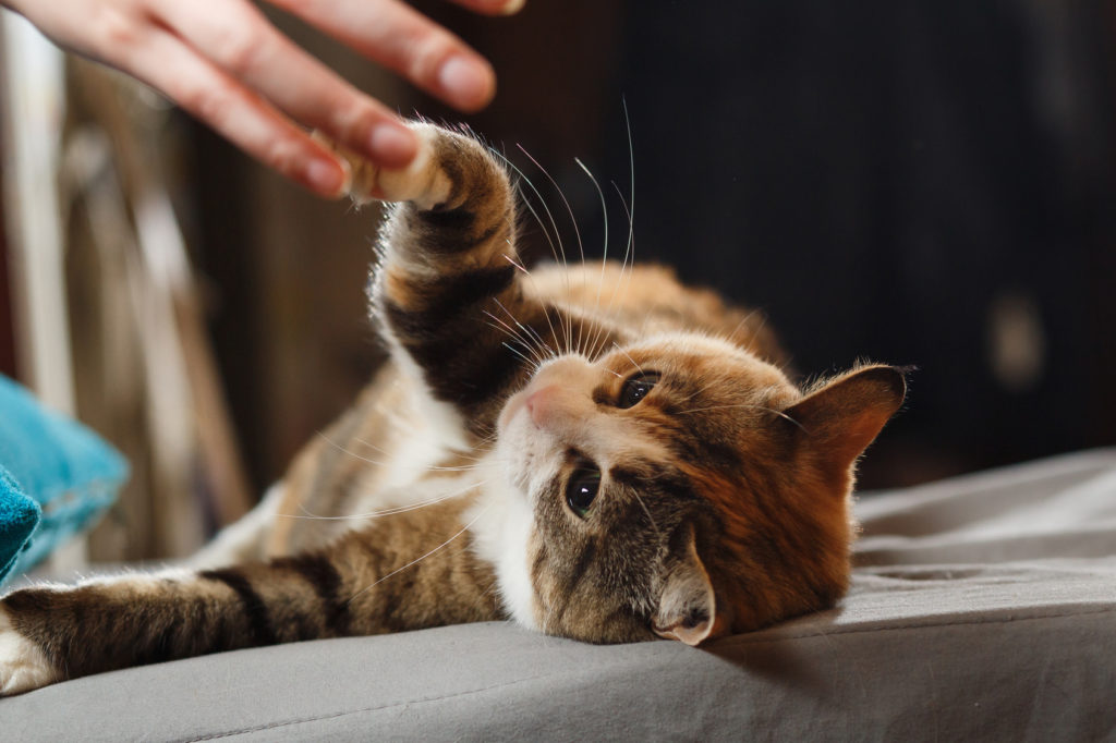 Chat roux allongé sur le dos qui donne la patte à son maître