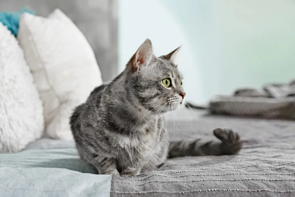 chat sur le lit de son maître