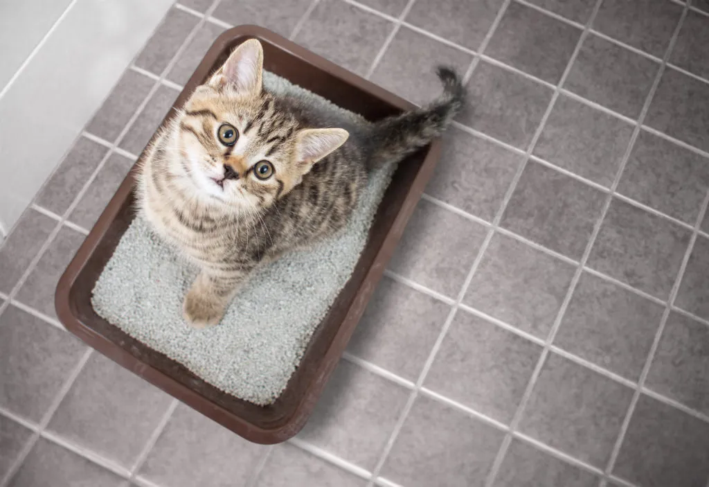 chat et litière
