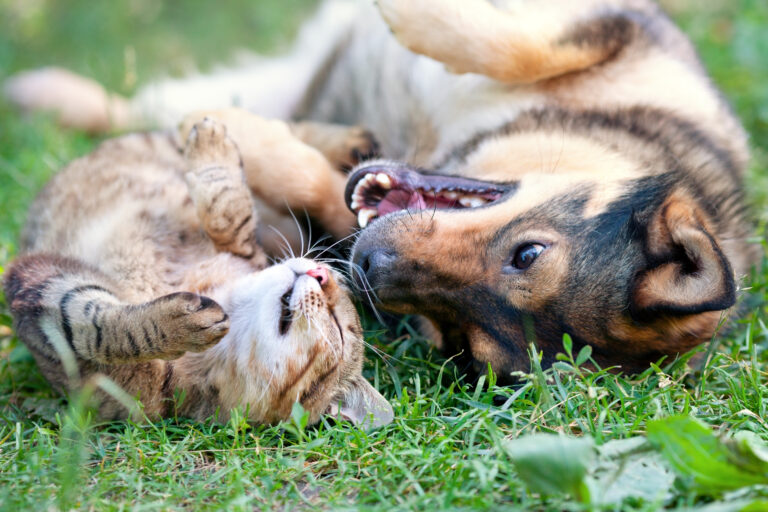 un chien et un chat qui se roulent dans l'herbe