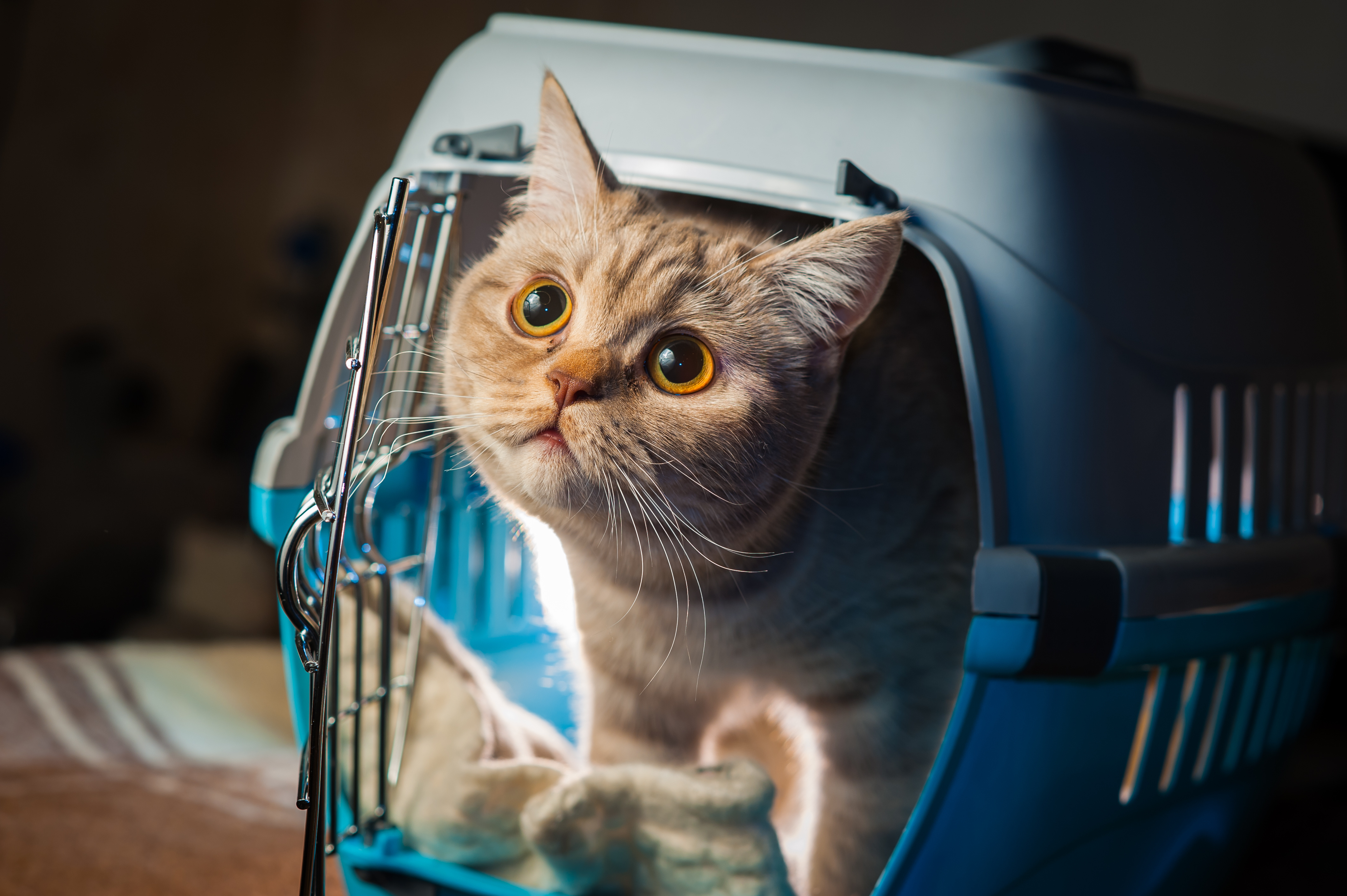 Bien préparer un long voyage en voiture avec son chat