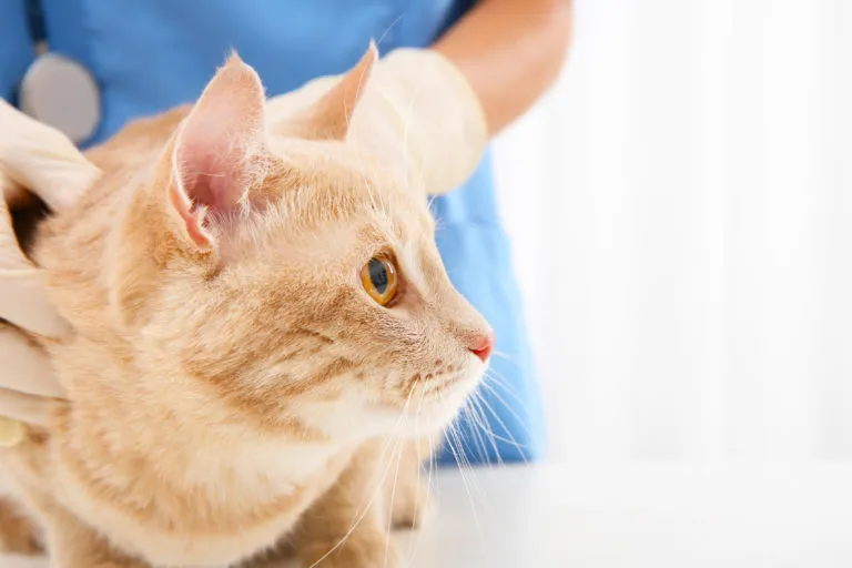 Troubles hormonaux et nerveux chez le chat Chat avec des troubles nerveux chez le vétérinaire