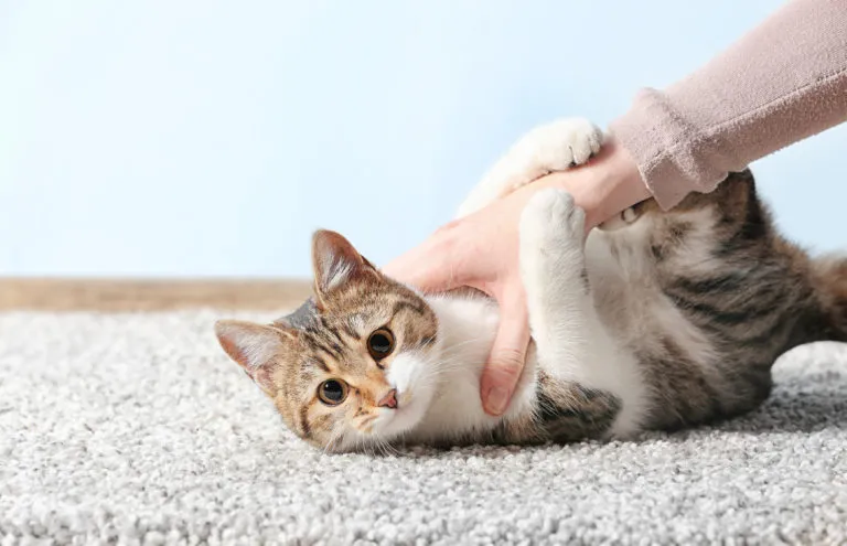 La toxoplasmose chez le chat Chat entrain de jouer accroché au bras de son maître